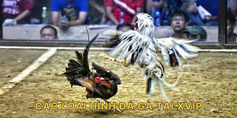 Các loại hình đá gà tại XVIP