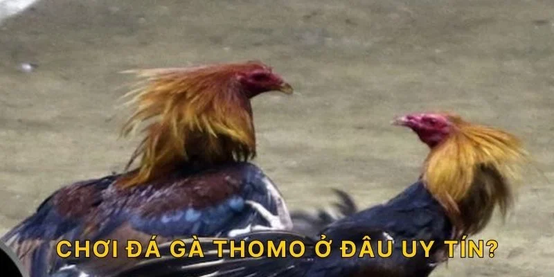 Chơi đá gà Thomo ở đâu uy tín?