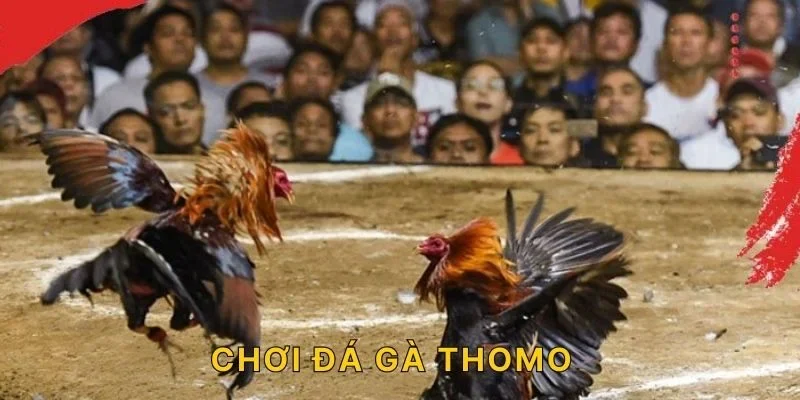 Chơi đá gà Thomo