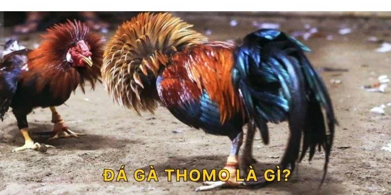 Đá gà Thomo là gì?