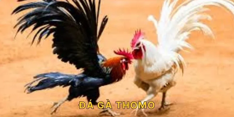 đá gà thomo tại nhà cái bootcamper.io