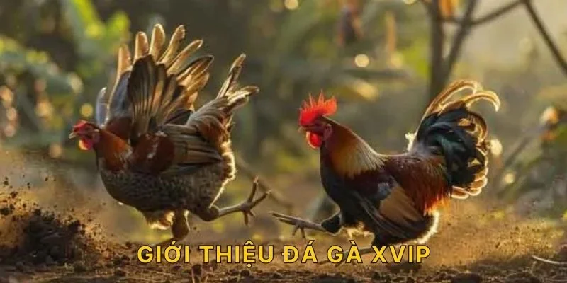 Giới thiệu đá gà XVIP