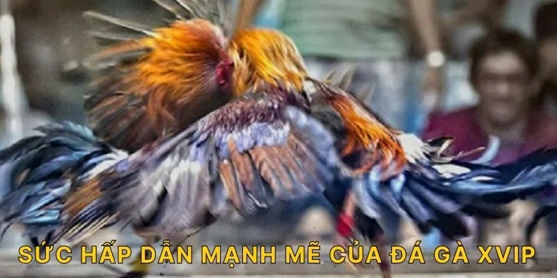 Sức hấp dẫn mạnh mẽ của đá gà XVIP
